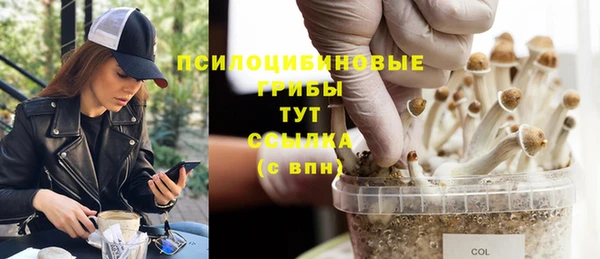 сатива Баксан